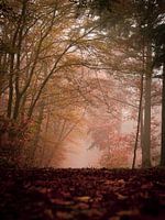 Herfstochtend In De Stiphoutse Bossen
