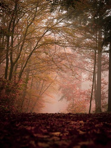 Herbstmorgen in den Wäldern von Stiphout