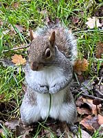 Posing Squirrel