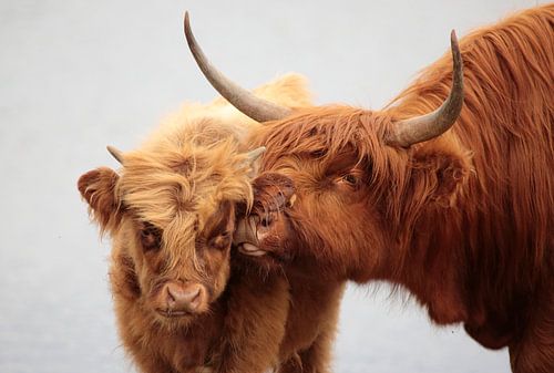 Les Highlanders écossais