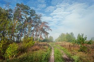 Magische ochtend aan de rand van het bos van Stanislav Salamanov