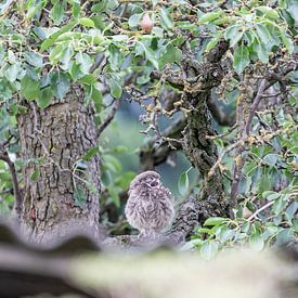 yawn by William Linders