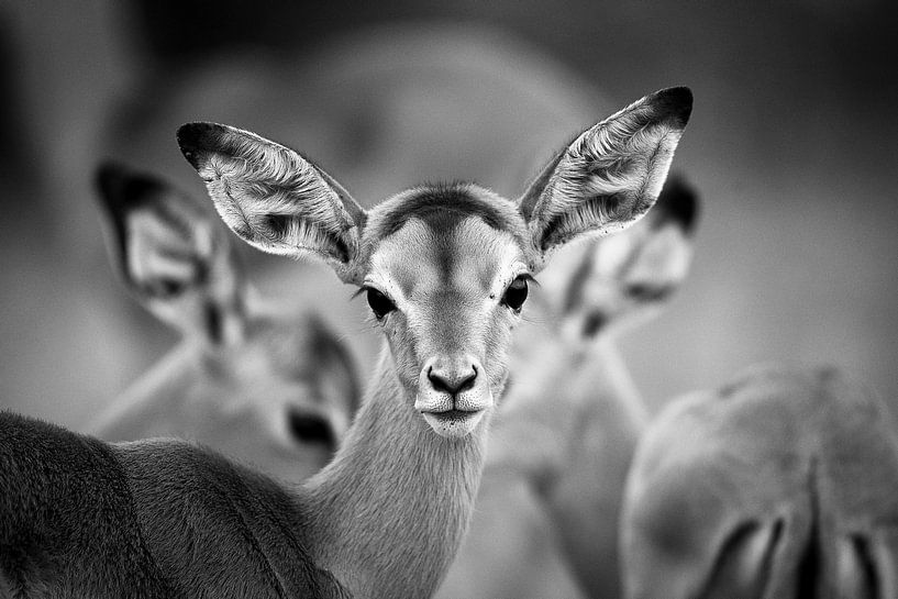 Trio Impala par YvePhotography