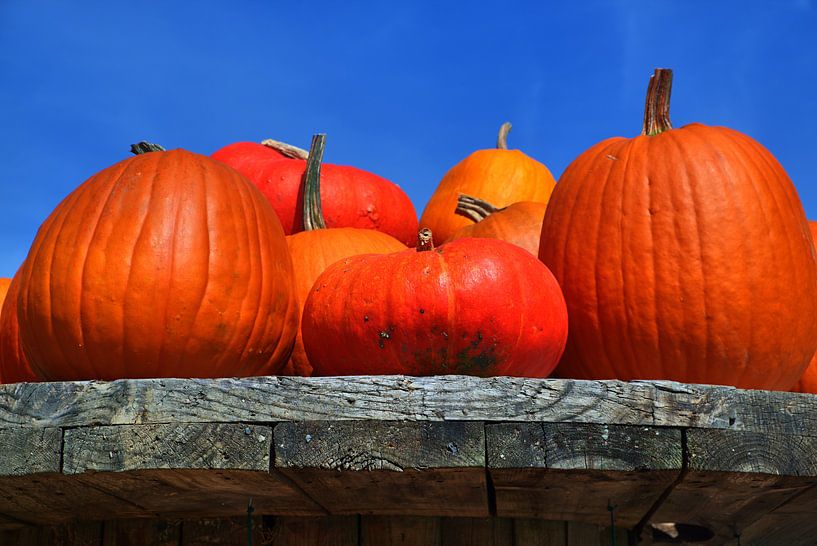 saison du potiron par Edgar Schermaul