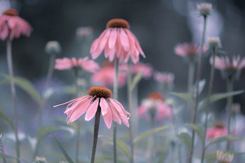 pastel echinacea