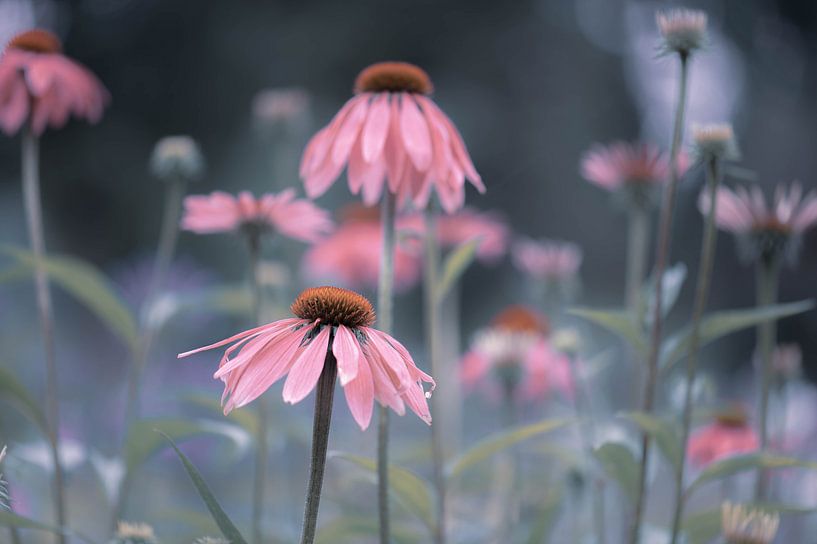 pastel echinacea by Tania Perneel