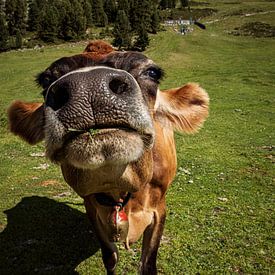 WAT WIL JE? van Ullrich Gnoth