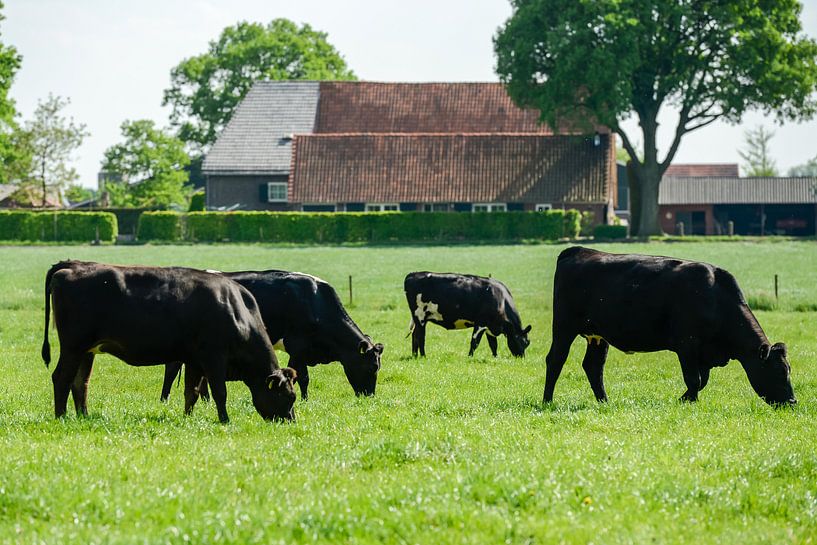 Grazende koeien in een weiland van Robert de Jong
