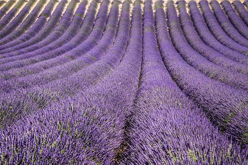lavendelveld