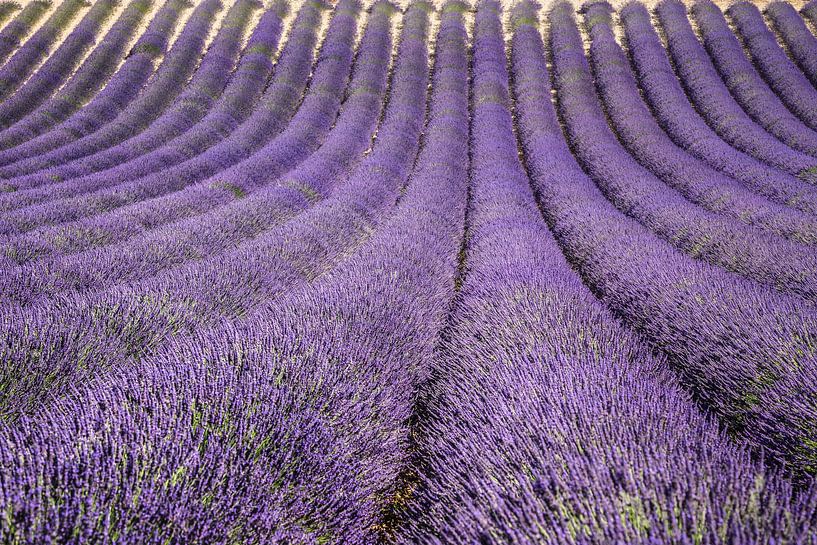 lavendelveld by Marion van Egmond