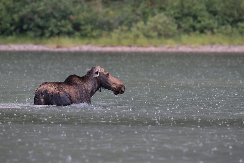 Moose cow eating water plants in Lake Glacier National Park in Montana, USA by Frank Fichtmüller