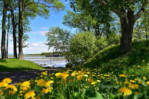 Dandelion flowers in the park in spring