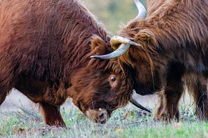 Schotse hooglanders