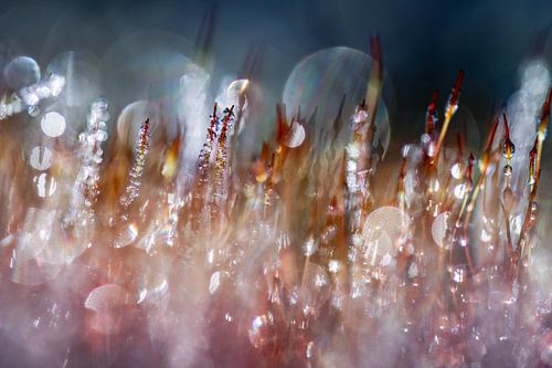 buntes abstraktes Moos