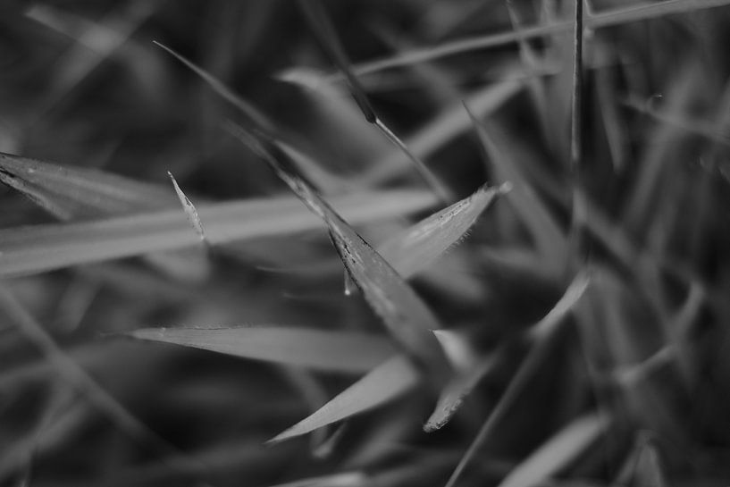 schwarzes und weißes Regras von Galuh Pambuka