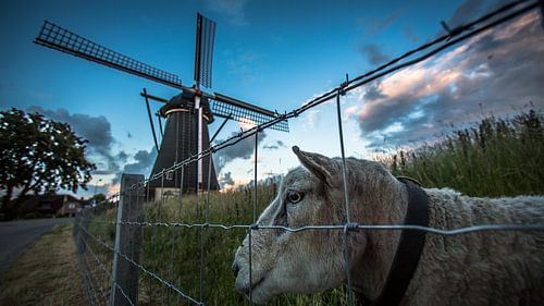 Bèèèèe sur Michel de Koning