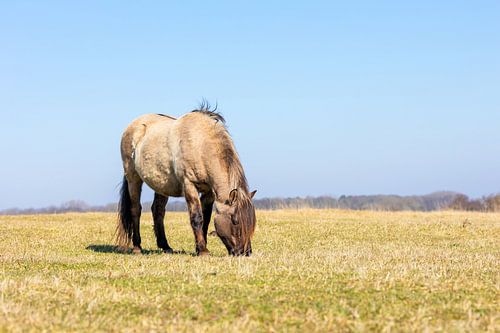 Het Koninkpaard