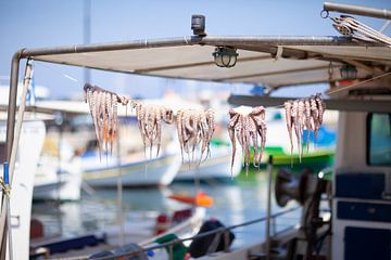 Squid by Sam Loman