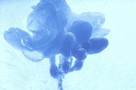 Freesie 2 in blue by Marc Heiligenstein