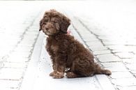 Chiot Labradoodle par Lucia Leemans Aperçu