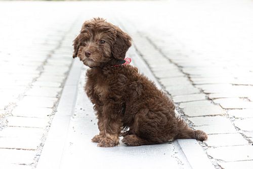 Chocolade  Labradoodle puppy