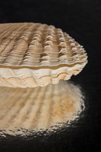 In the dark: A shell in the light by Marjolijn van den Berg