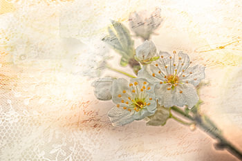 flowers of plum