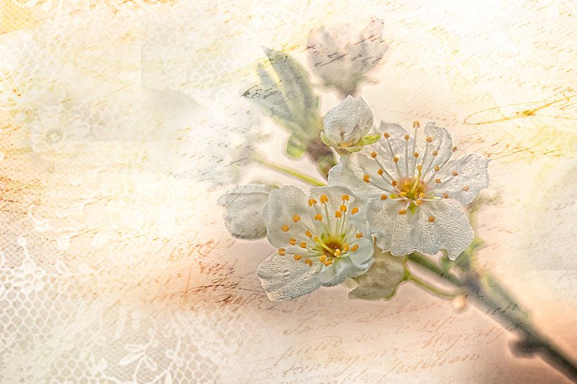 flowers of plum by Petra Voß
