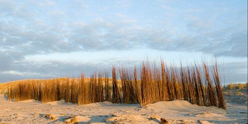 Dune protection North Sea beach by Margo Schoote