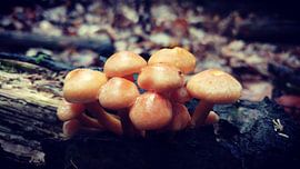 Herfst by Michael van Eijk