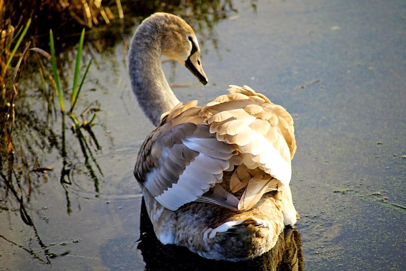 Weißer goldener Schwan in schwarzem Wasser von Foto Graaf Eric