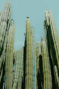 Cactus oasis | Print Gran Canaria Canarische Eilanden | Spanje botanische reisfotografie van HelloHappylife