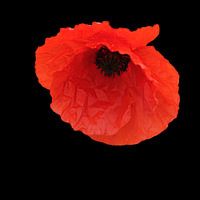 Red poppy on black