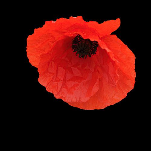 Rode klaproos op zwart