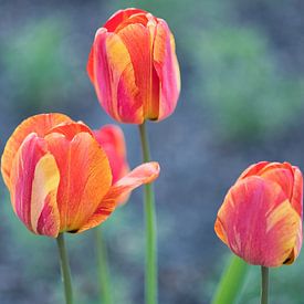 Tulpen met een vlammend motief in geel met rood van Jolanda de Jong-Jansen