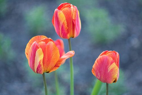 Tulpen met een vlammend motief in geel met rood