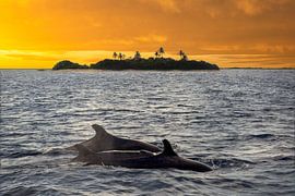 Naviguer au coucher du soleil avec les dauphins