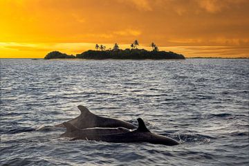 Zeilen naar de zonsondergang met dolfijnen