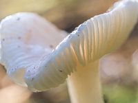 Autumn Mushroom - Natural Wall Decoration