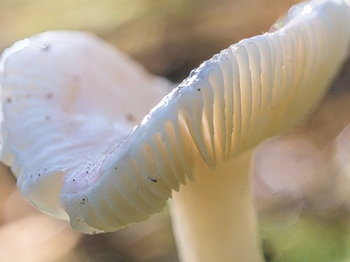 Herfst Paddenstoel – Natuurlijke Wanddecoratie van Tonny Verhulst