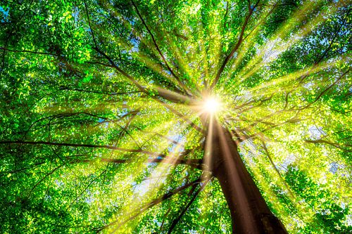 Boom met sterk zonnelicht