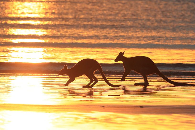 kangourou sur la plage au lever du soleil, mackay, queensland du nord, australie par Frank Fichtmüller