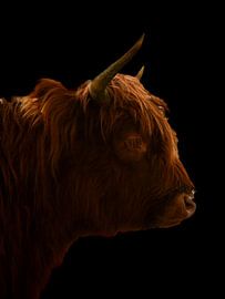 Schotse hooglander van Bianca  Hinnen