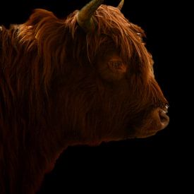 Scottish highlander by Bianca  Hinnen