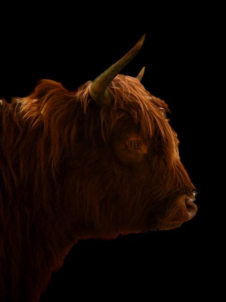 schottischer Highlander von Bianca  Hinnen