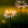 Daisy, flower by Tonny Verhulst
