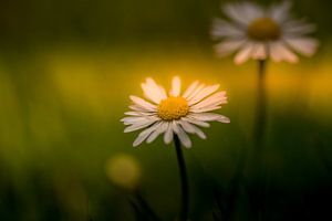 Gänseblümchen, Blume