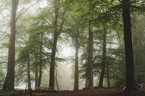 weißes Licht im Wald