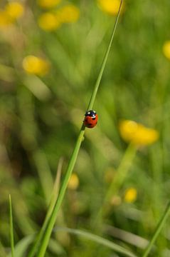 coccinelle 