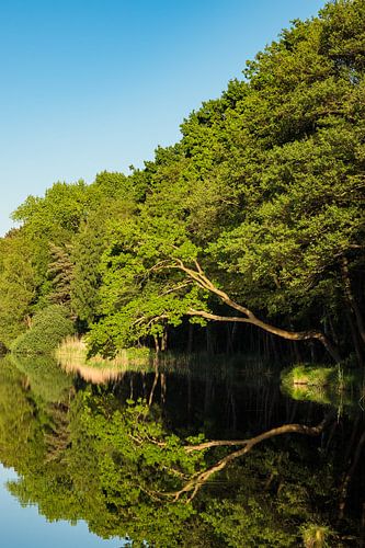 Bäume am Prerowstrom in Prerow